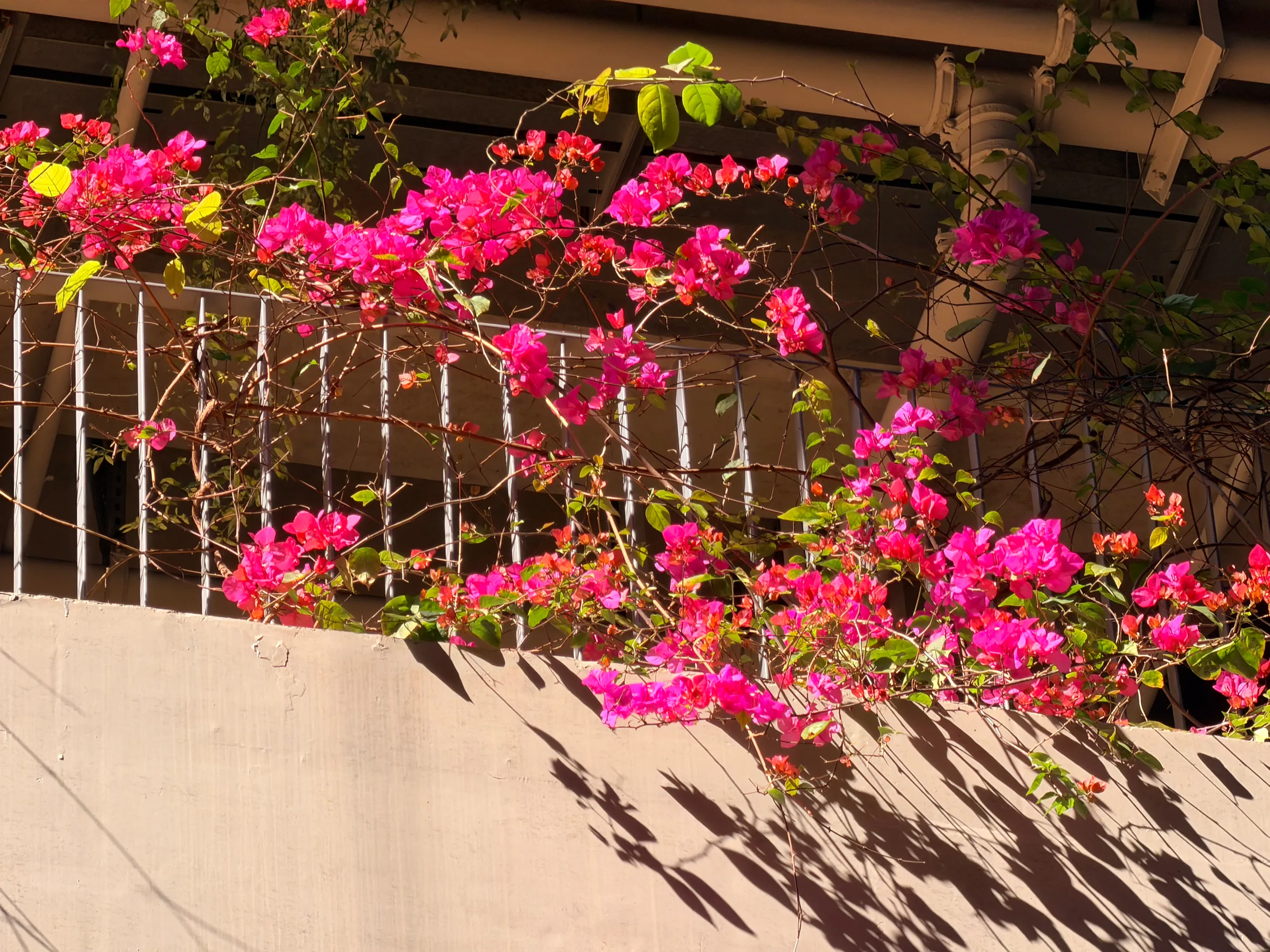 Bougainvillea in bloom
