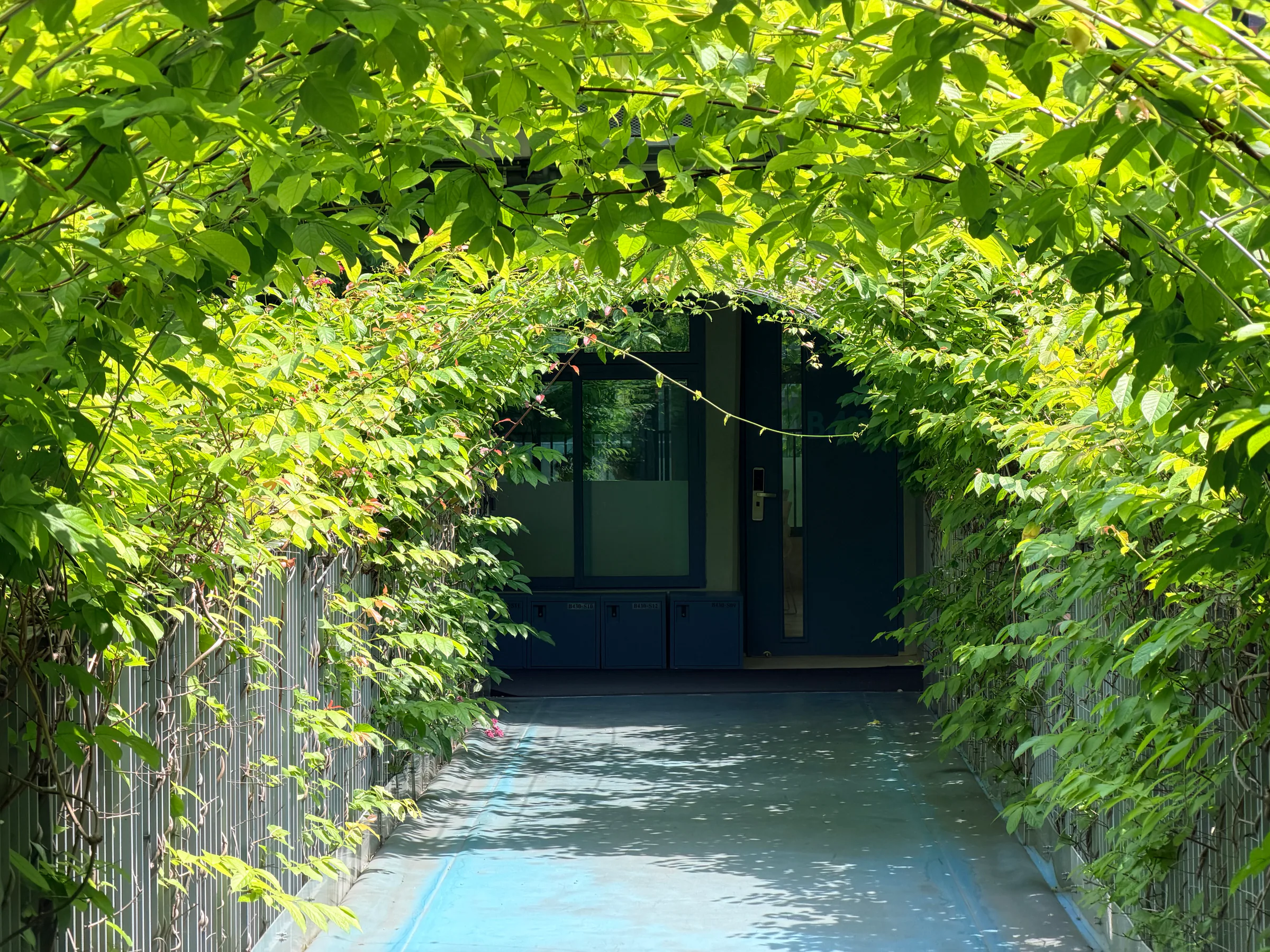 A passage under the vines